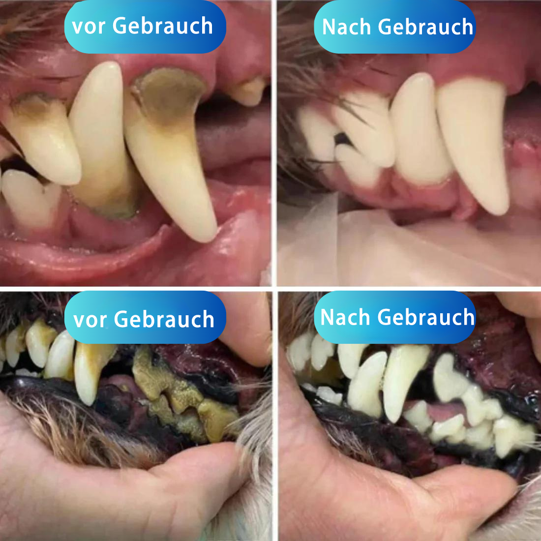 Ultimative Hunde Zahnreiniger