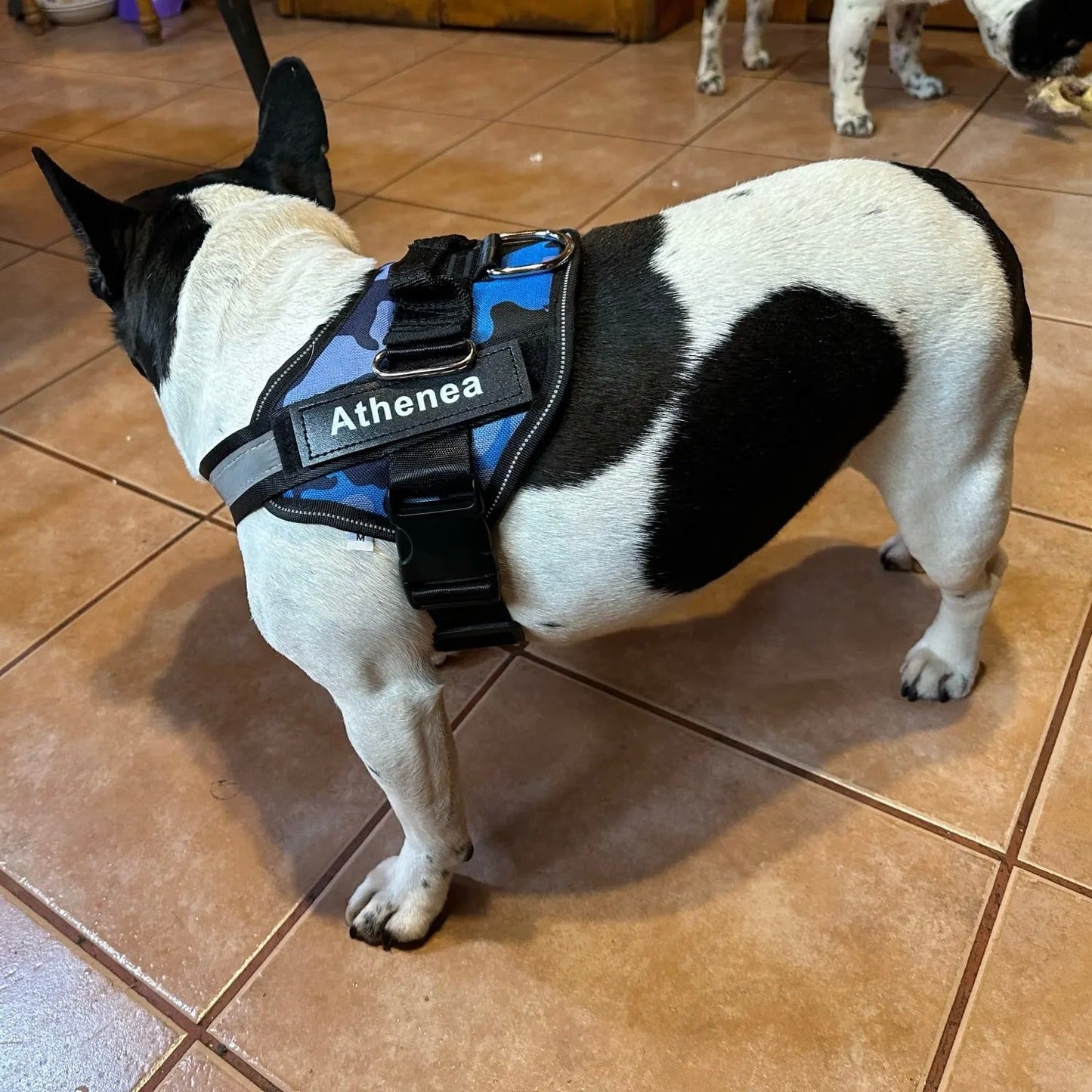 Personalized No Pull Dog Harness