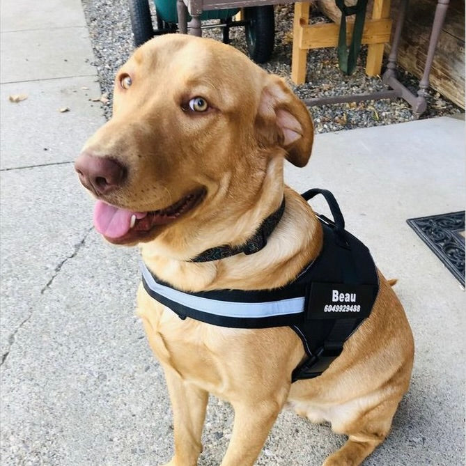 Personalized No Pull Dog Harness