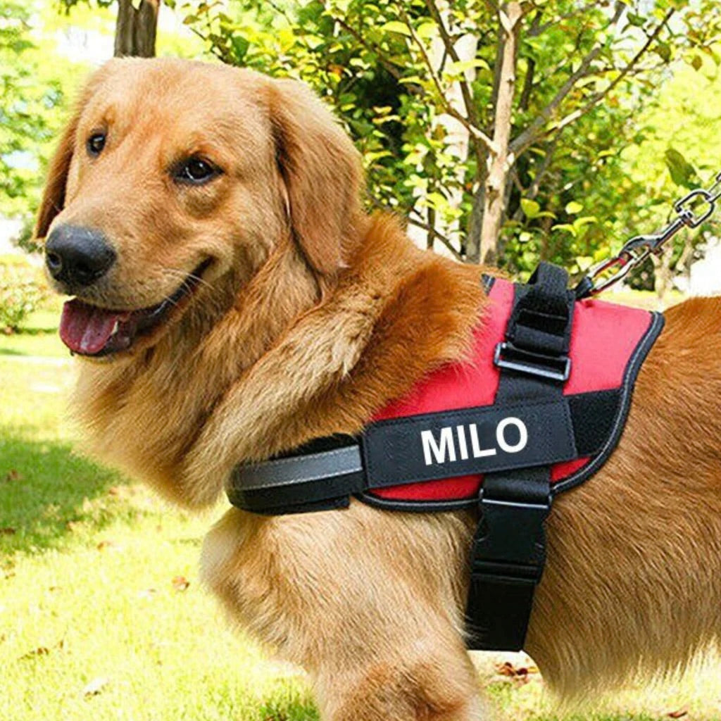 Personalized No Pull Dog Harness