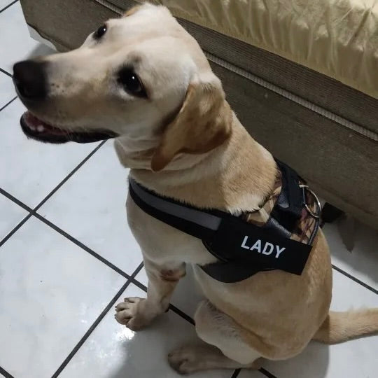 Personalized No Pull Dog Harness