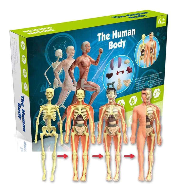 Human Anatomy Lernspielzeug