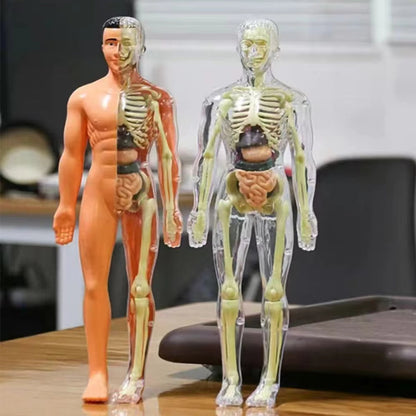 Human Anatomy Lernspielzeug