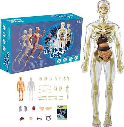 Human Anatomy Lernspielzeug