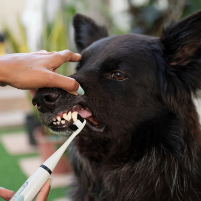 Ultimative Hunde Zahnreiniger